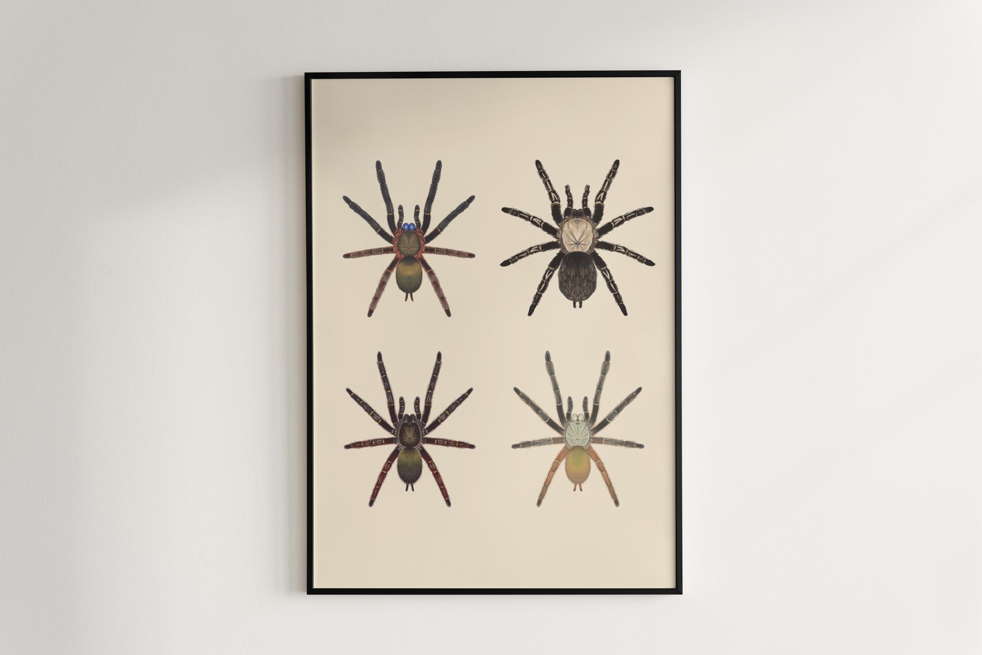 Close-up of The Ephebopus Genus art poster by The Silk Ranch, showcasing detailed illustrations of Ephebopus tarantulas on a neutral background.