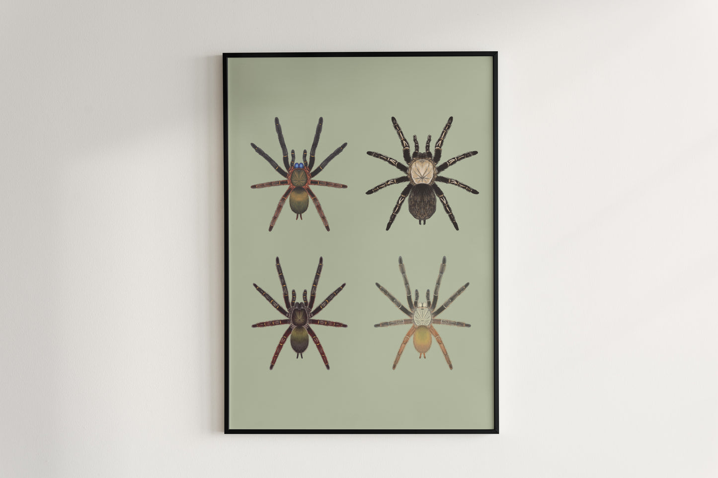 Colorful art poster featuring the Ephebopus genus, showcasing detailed illustrations of this tarantula species by The Silk Ranch.