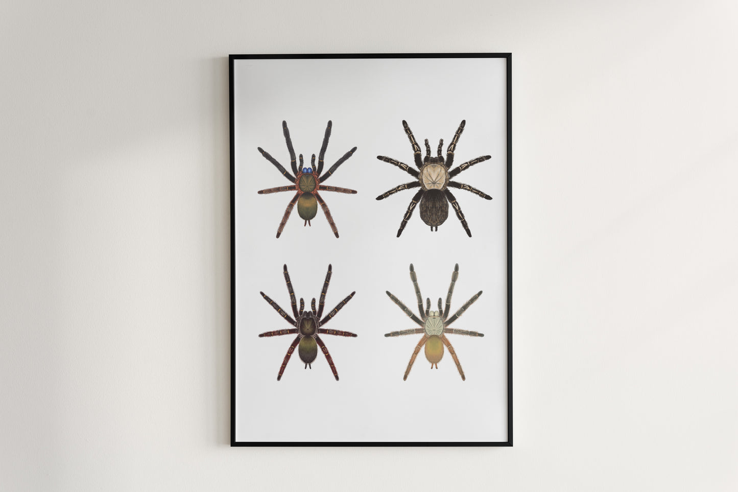Colorful art poster of Ephebopus genus spider by The Silk Ranch, showcasing detailed, vibrant illustration of the arachnid.