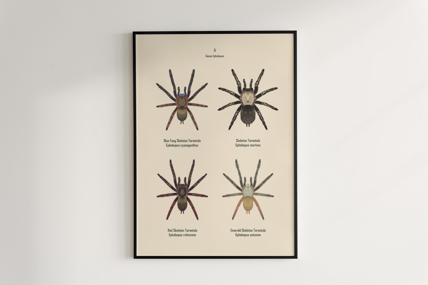 Detailed art poster of Ephebopus genus, showcasing vibrant colors and intricate spider illustrations by The Silk Ranch.