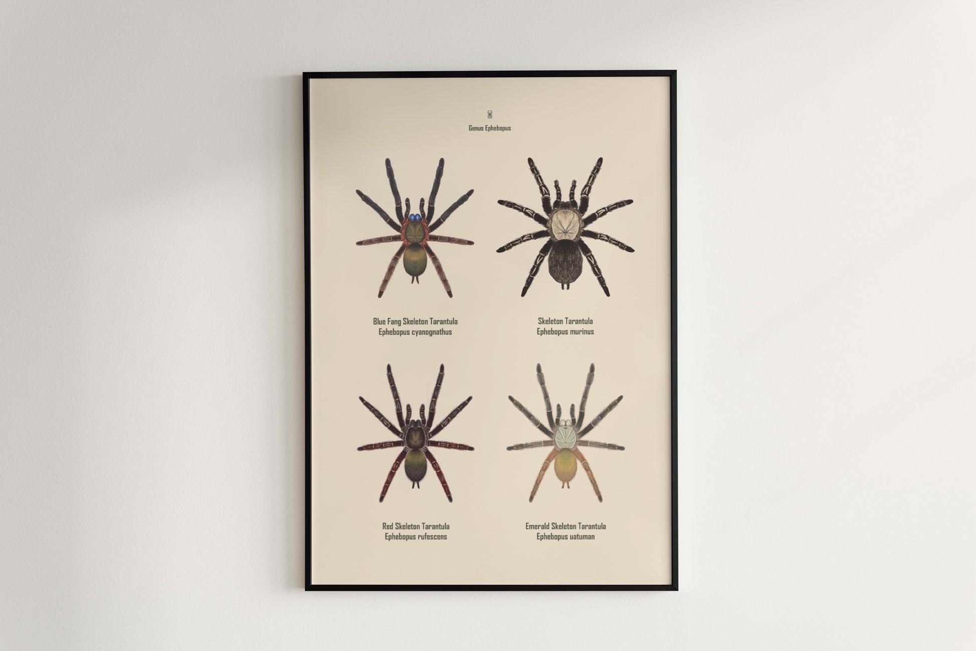 Detailed art poster of Ephebopus genus, showcasing vibrant colors and intricate spider illustrations by The Silk Ranch.