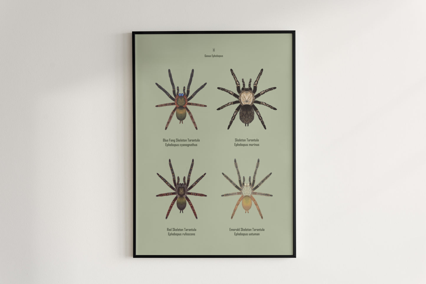 Colorful art poster of the Ephebopus genus spider, featuring detailed illustrations from The Silk Ranch.