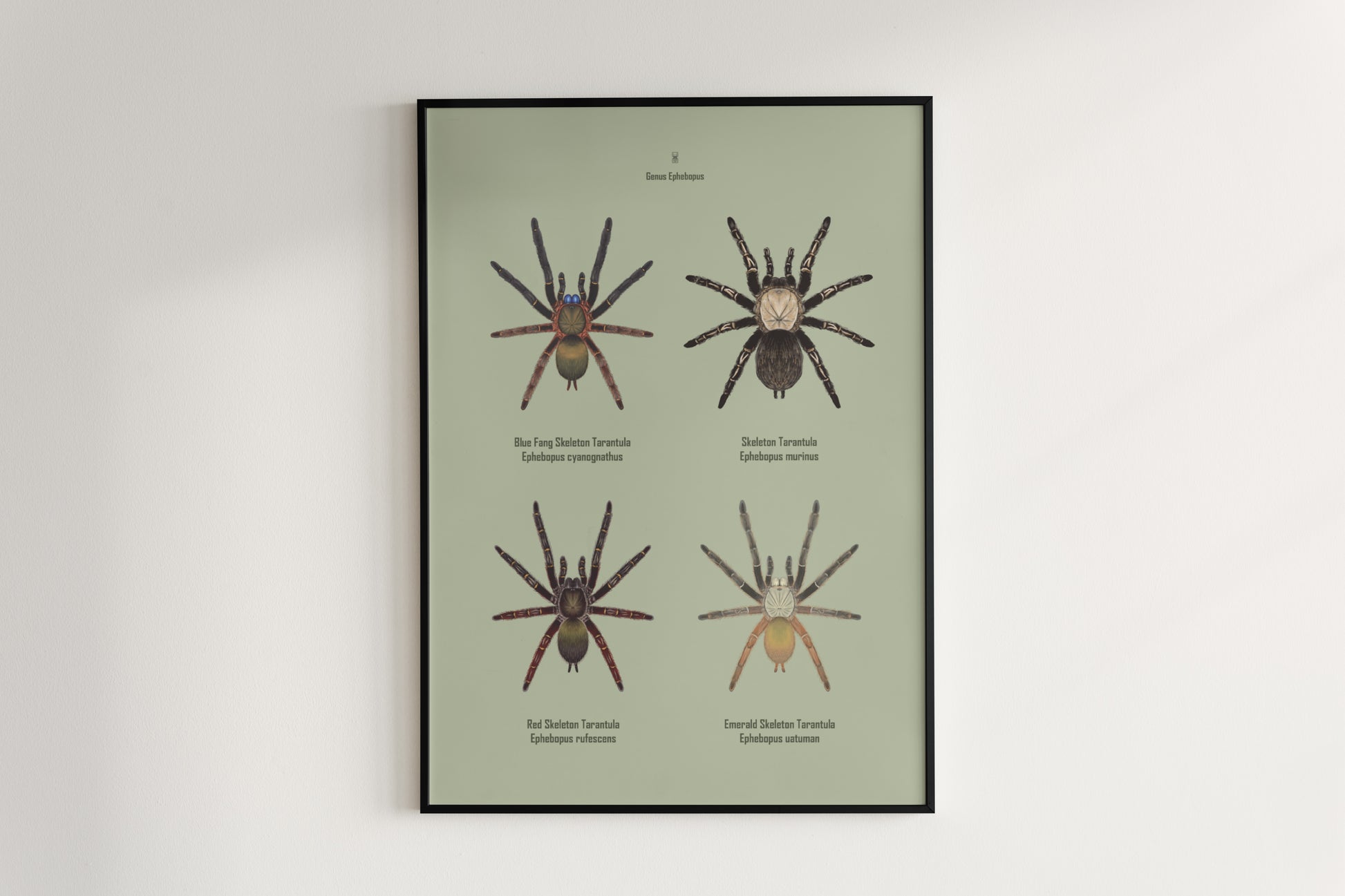 Colorful art poster of the Ephebopus genus spider, featuring detailed illustrations from The Silk Ranch.