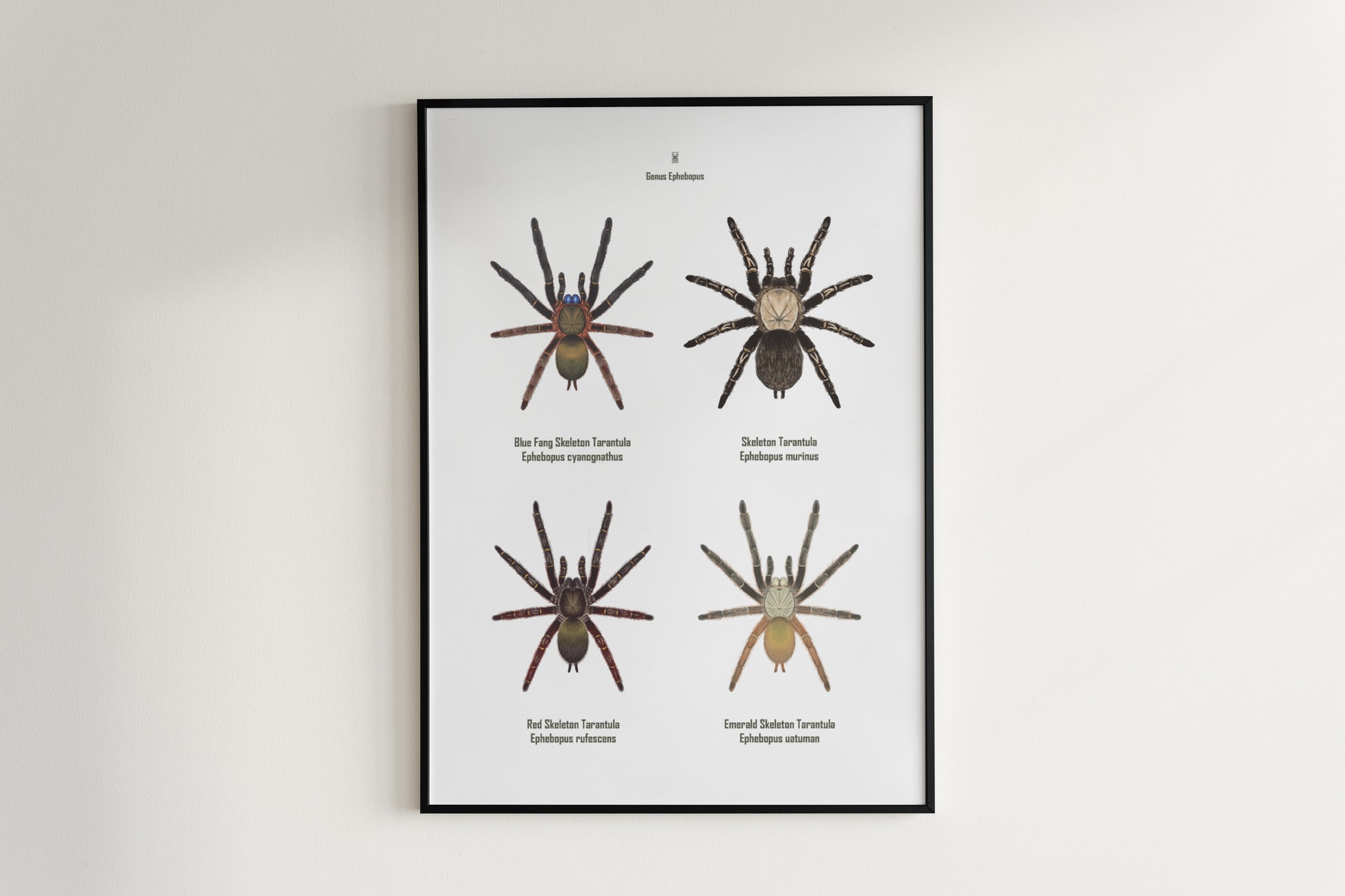 Colorful art poster featuring the Ephebopus genus tarantula, created by The Silk Ranch, showcasing detailed spider illustrations.