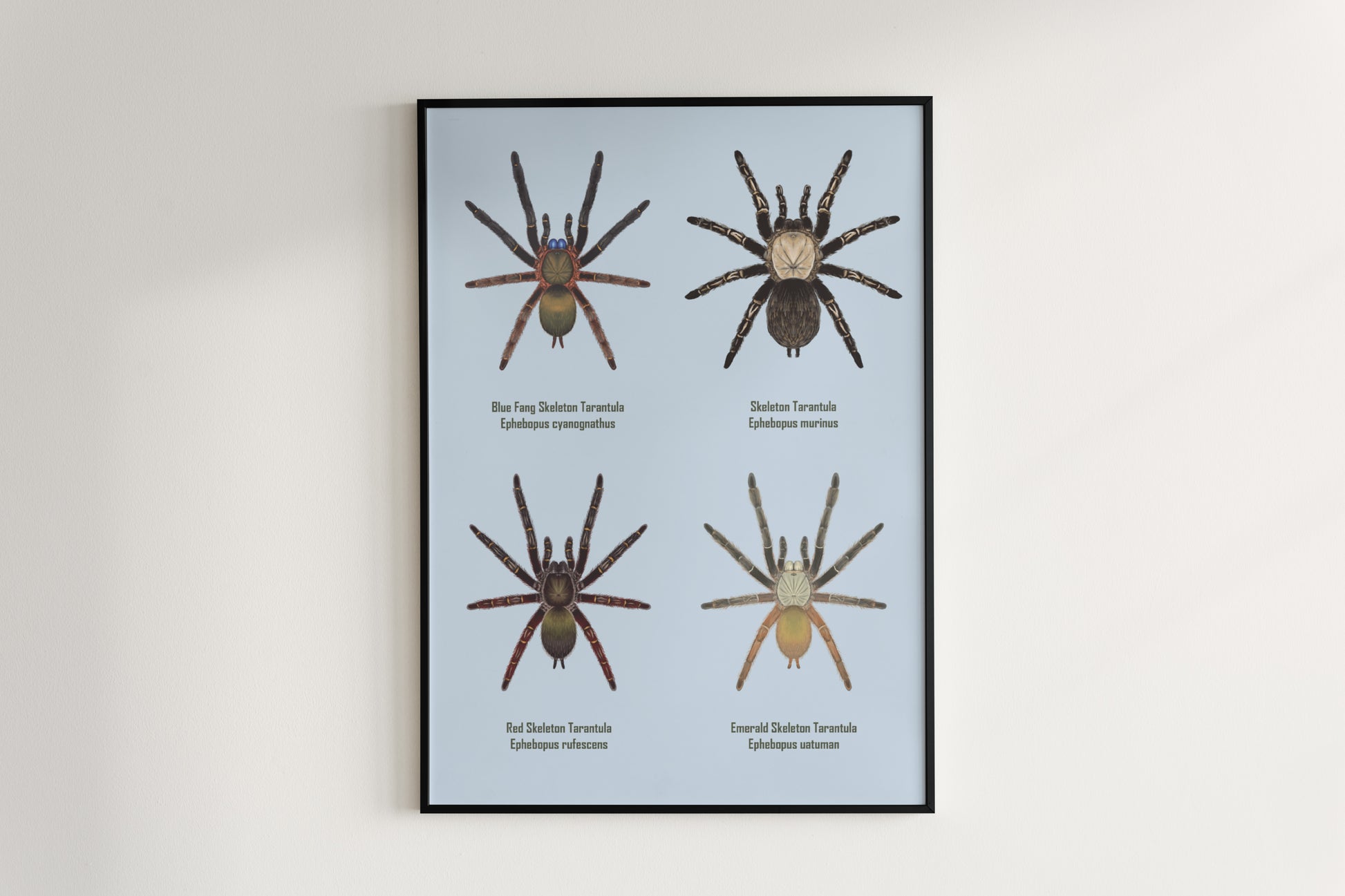 Colorful art poster featuring the Ephebopus genus, showcasing detailed illustrations of this spider species for nature and insect enthusiasts.