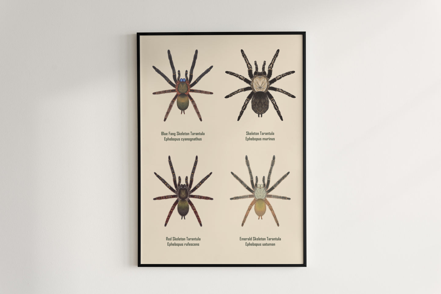 Colorful art poster featuring the Ephebopus genus spider, showcasing detailed illustrations by The Silk Ranch.