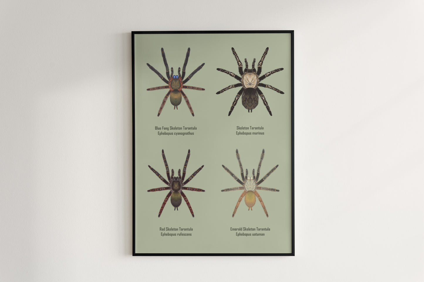 Colorful art poster featuring the Ephebopus genus spider, displayed on a neutral background, created by The Silk Ranch.
