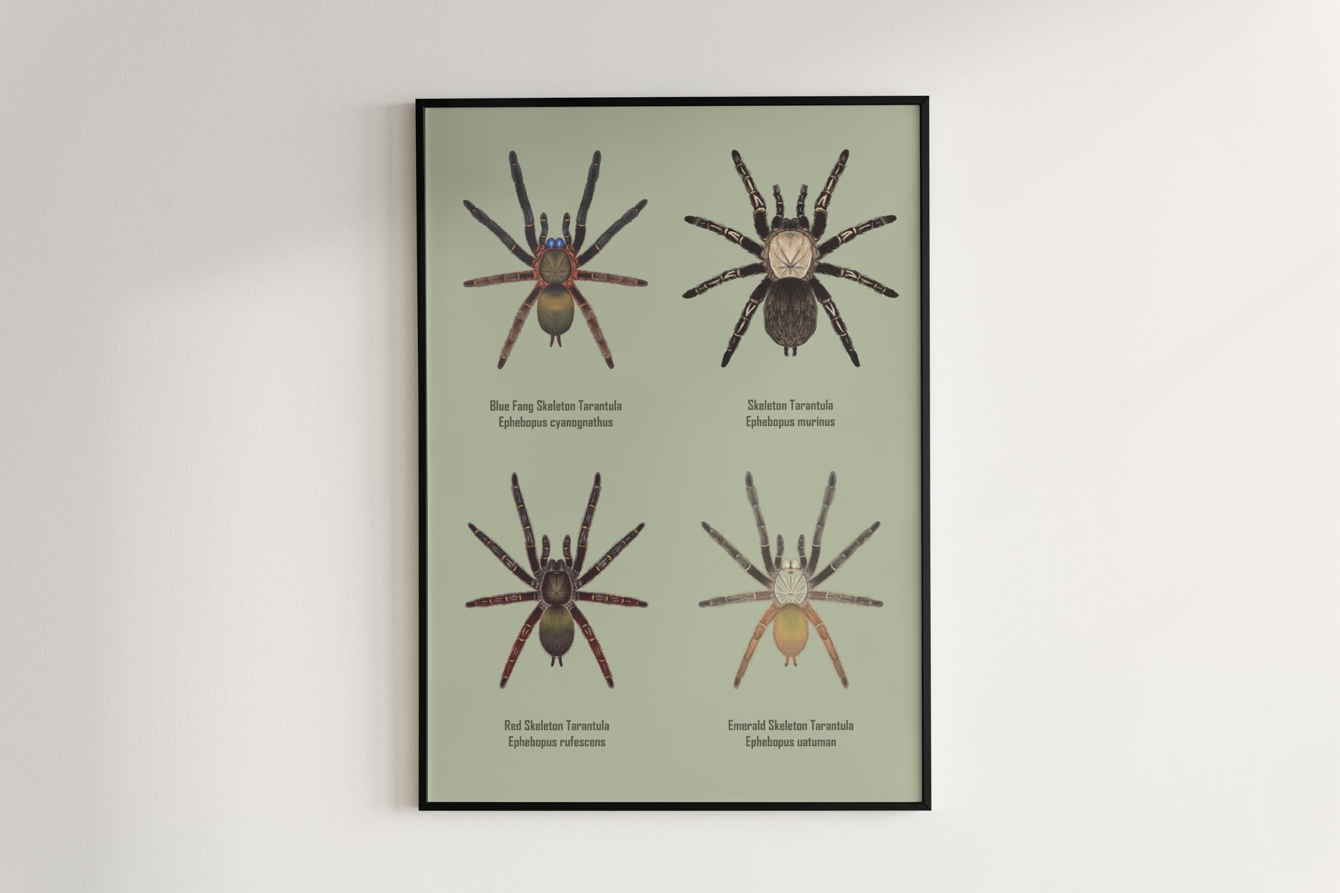 Colorful art poster featuring the Ephebopus genus spider, displayed on a neutral background, created by The Silk Ranch.