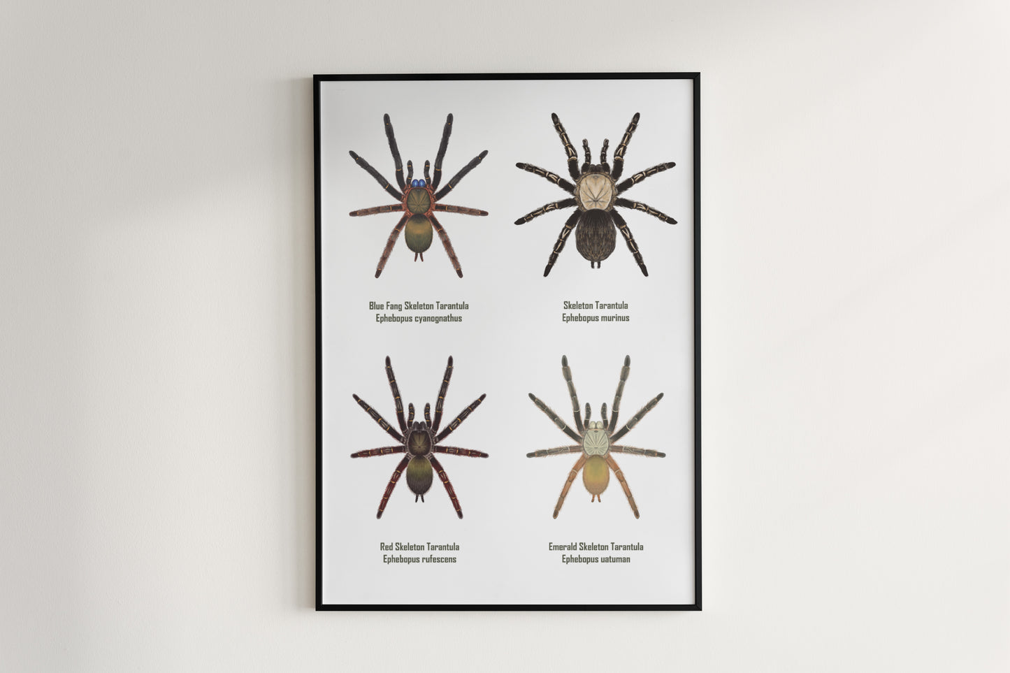Art poster featuring detailed illustration of Ephebopus genus tarantulas, created by The Silk Ranch.