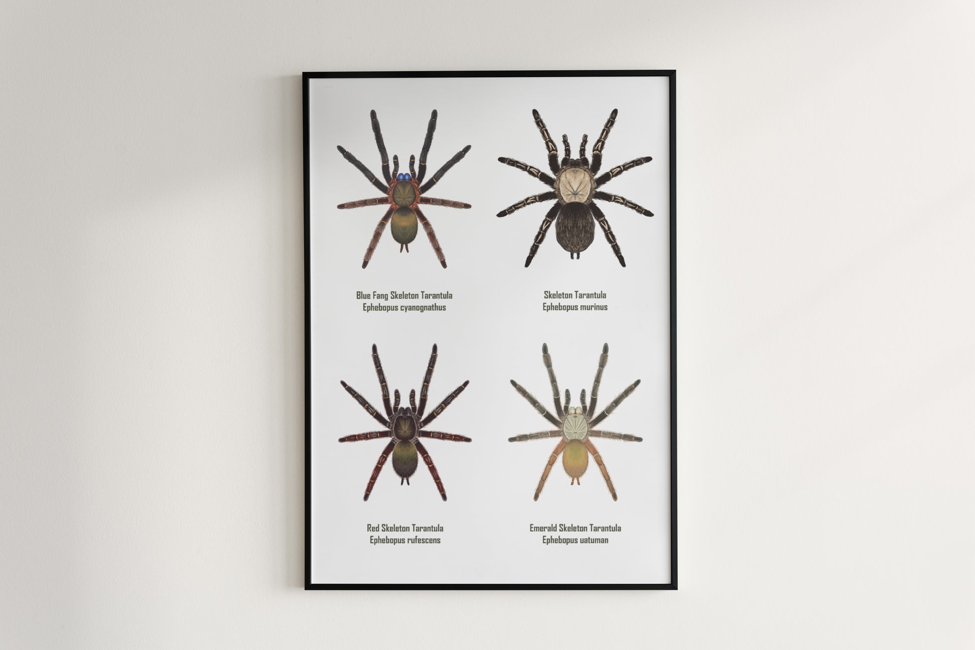 Art poster featuring detailed illustration of Ephebopus genus tarantulas, created by The Silk Ranch.