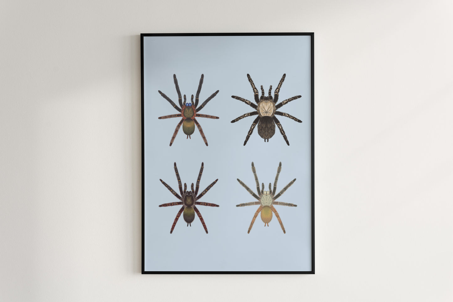 Colorful art poster featuring Ephebopus genus illustrations by The Silk Ranch, showcasing detailed scientific-style artwork.