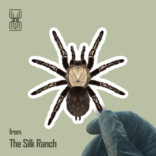 Skeleton Tarantula Sticker, Ephebopus Murinus Waterproof Vinyl Sticker from The Silk Ranch