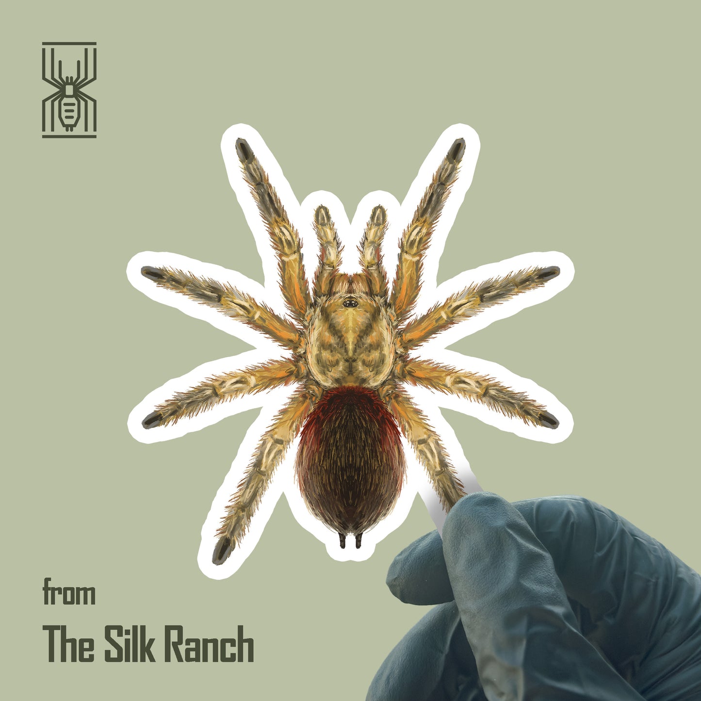 Chilean Golden Flame Tarantula sticker featuring Euathlus maricata in gold waterproof vinyl, designed for decorative use.