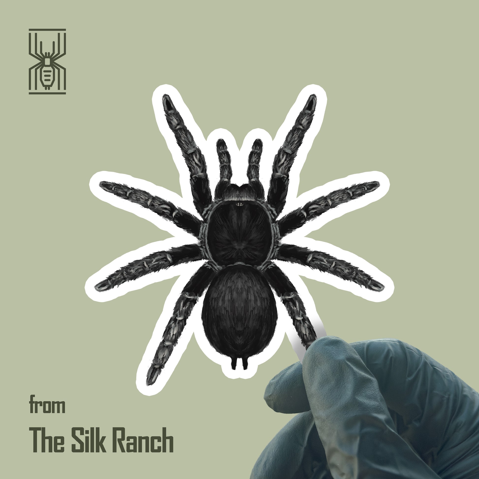 Brazilian Black Tarantula Sticker, Grammostola Pulchra Waterproof Vinyl Sticker from The Silk Ranch