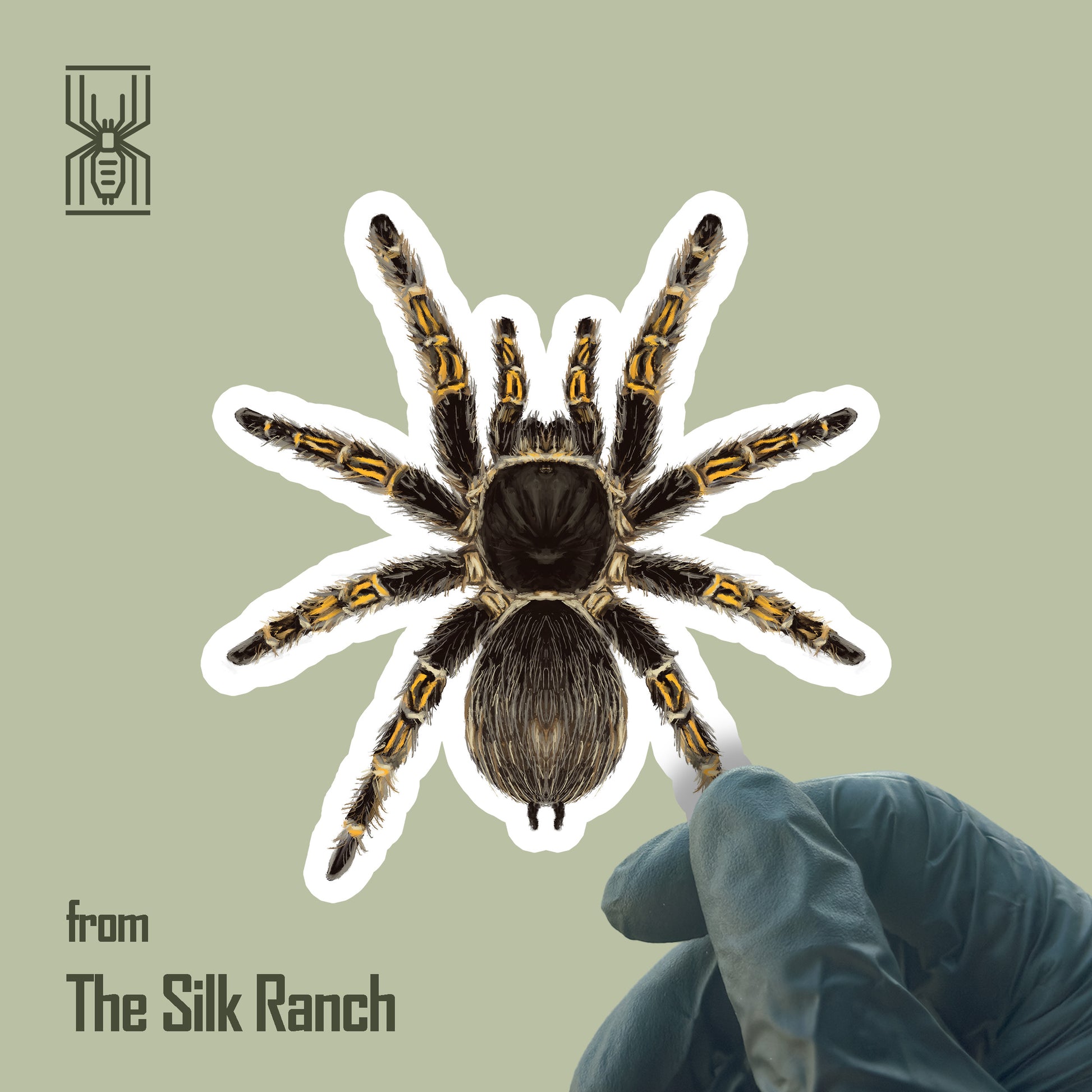 Waterproof vinyl sticker of a Chaco Golden Knee tarantula (Grammostola pulchripes) featuring detailed, realistic spider artwork.