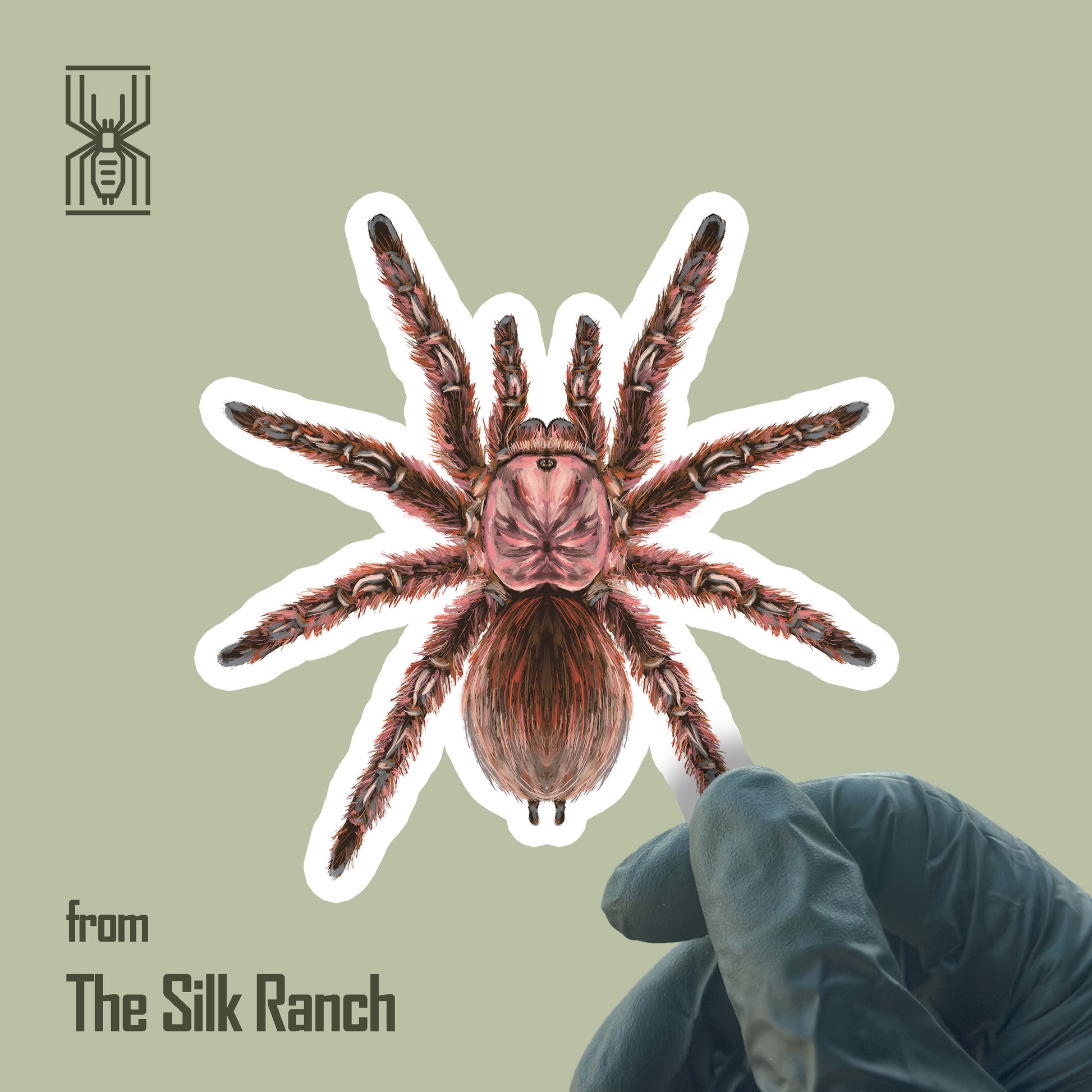 Chilean Rose Tarantula vinyl sticker featuring Grammostola Rosea, waterproof and durable, perfect for decorating laptops or notebooks.