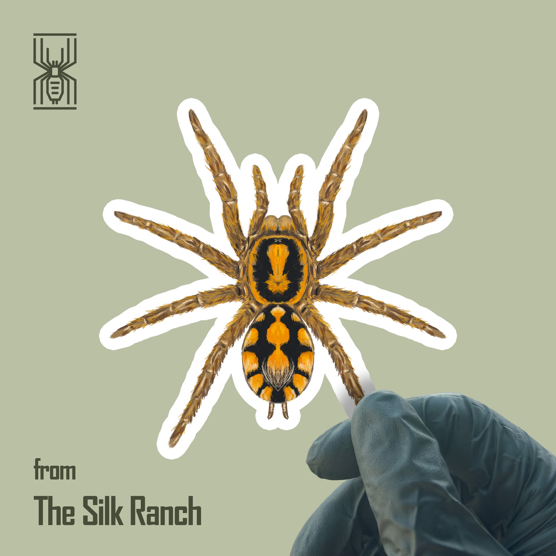 Pumpkin Patch Tarantula Sticker, Hapalopus Formosus Waterproof Vinyl Sticker from The Silk Ranch