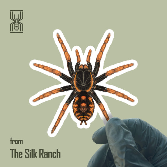 Speckle Patch Tarantula Sticker, Hapalopus Guerreroi Waterproof Vinyl Sticker from The Silk Ranch