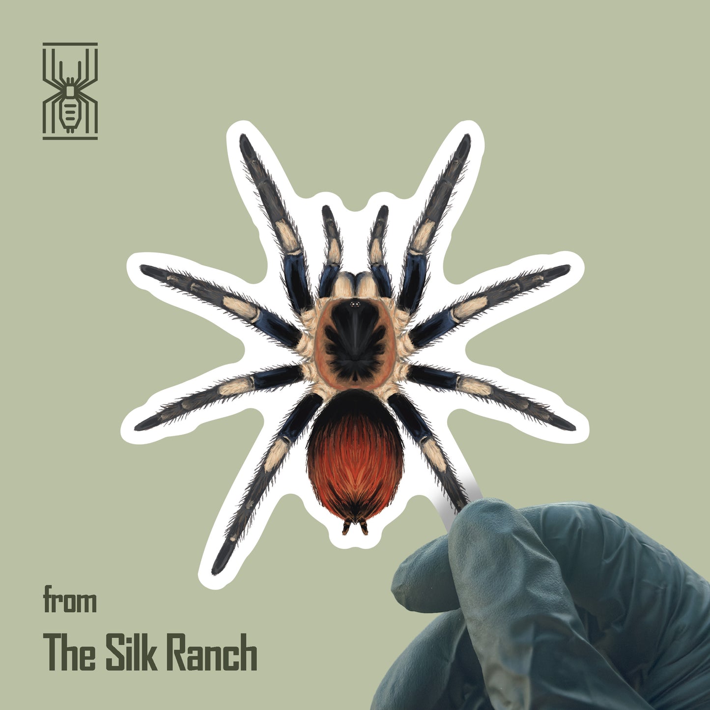 Waterproof vinyl sticker featuring Captain America tarantula Hapalotremus Vilcanota with vibrant colors and detailed arachnid design.