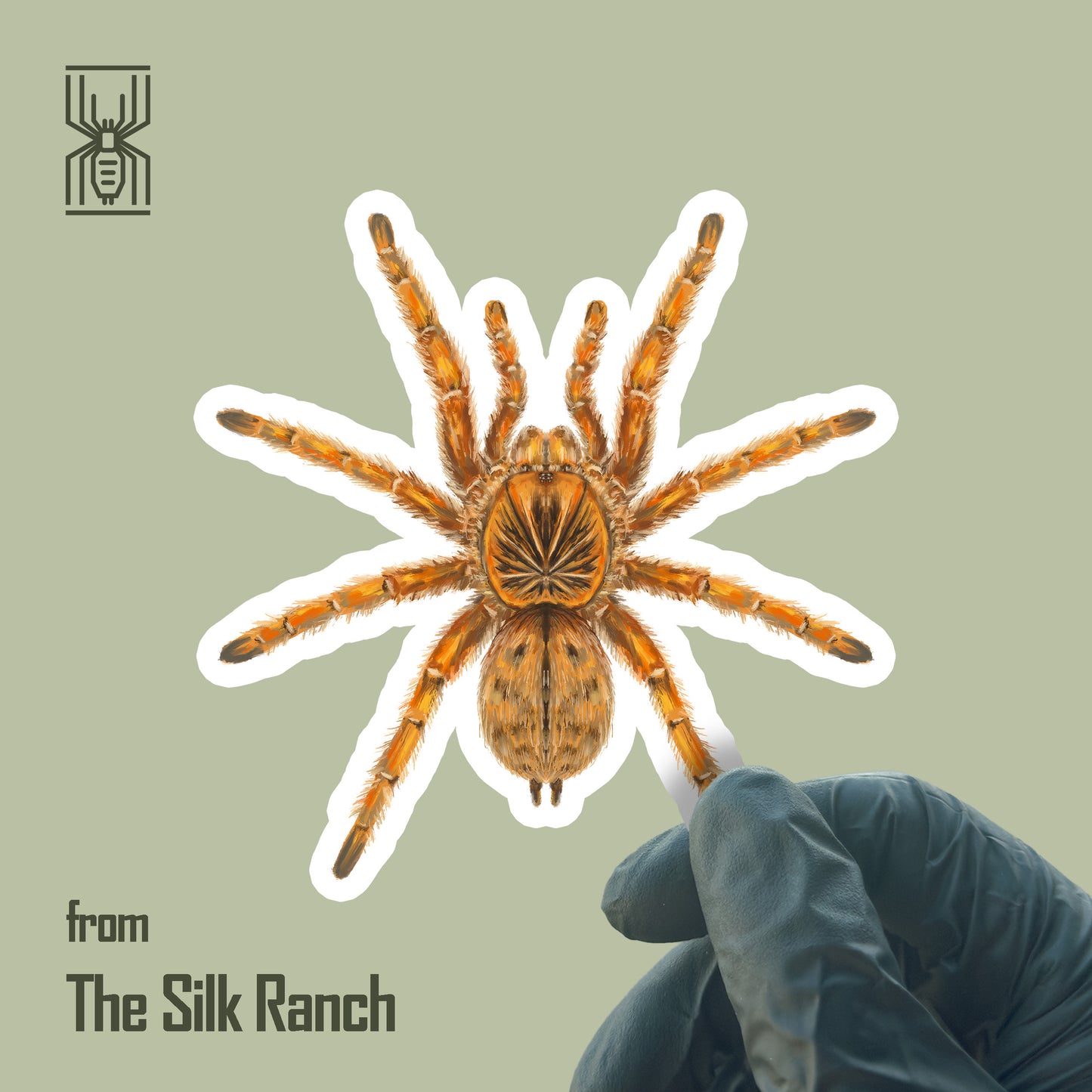 Amber Baboon Tarantula Sticker, Harpactira Cafreriana Waterproof Vinyl Sticker from The Silk Ranch