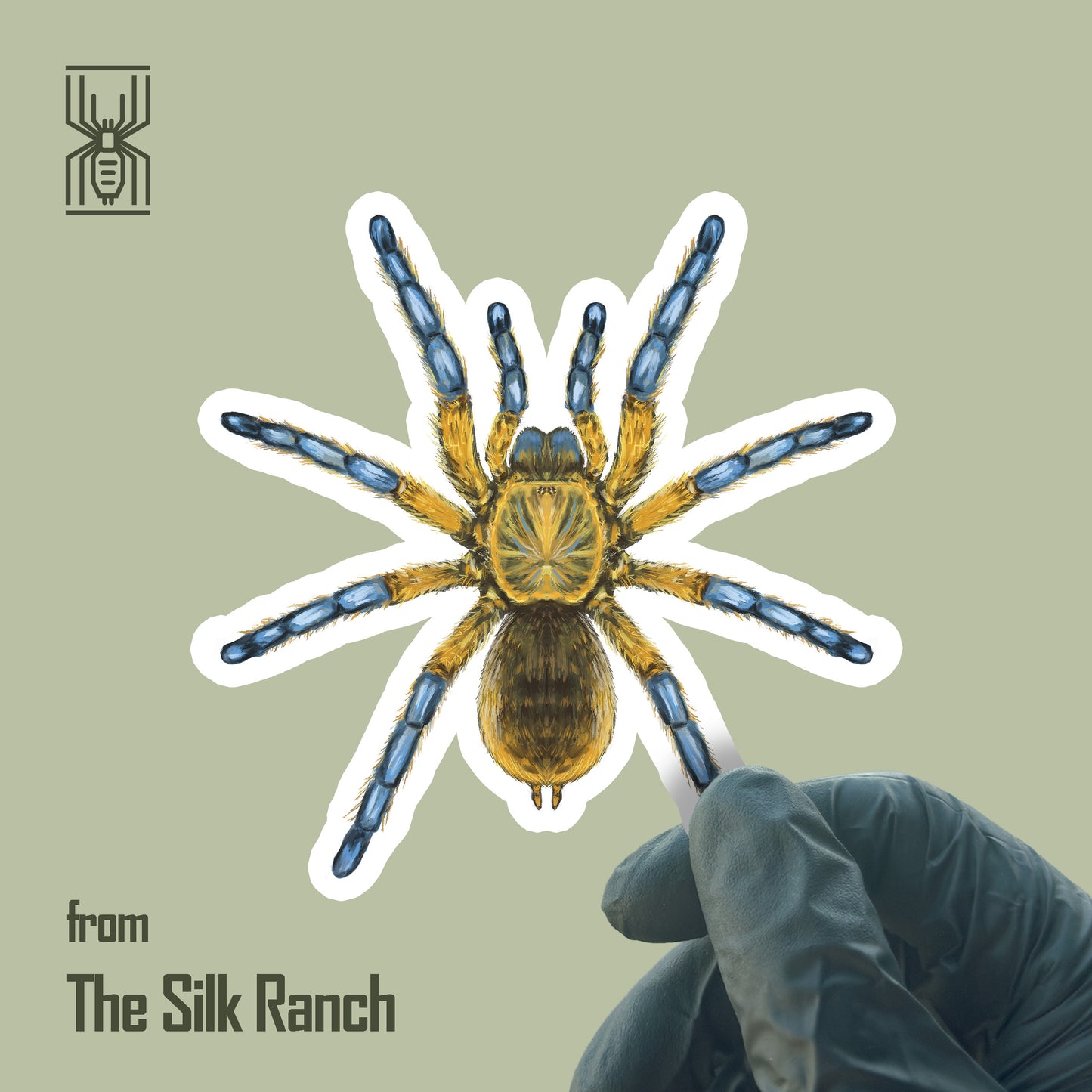 Golden blue leg baboon tarantula Harpactira pulchripes vinyl sticker, waterproof and detailed, from The Silk Ranch.