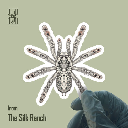 Togo Starburst Tarantula Sticker, Heteroscodra Maculata Waterproof Vinyl Sticker from The Silk Ranch