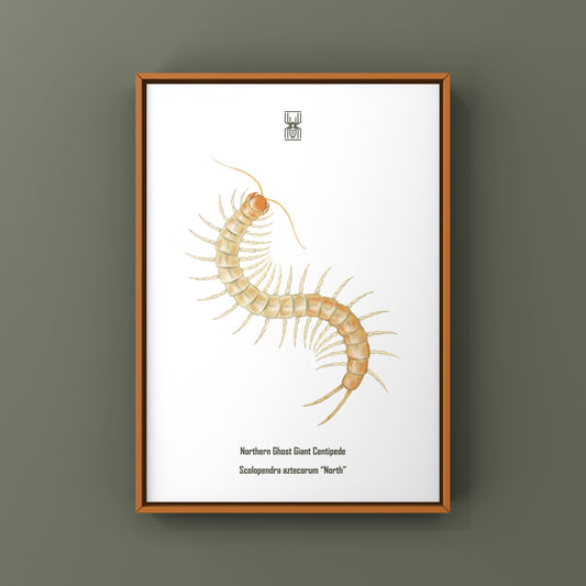 Northern Ghost Giant Centipede Art Print (Scolopendra aztecorum "North") from The Silk Ranch