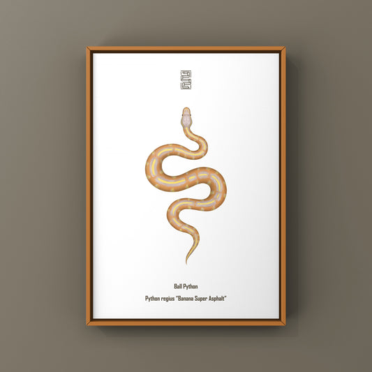 Banana Super Asphalt Ball Python Art Print from The Silk Ranch