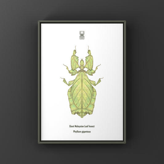 Malaysian Giant Leaf Insect (Phyllium giganteus) Art Print from The Silk Ranch