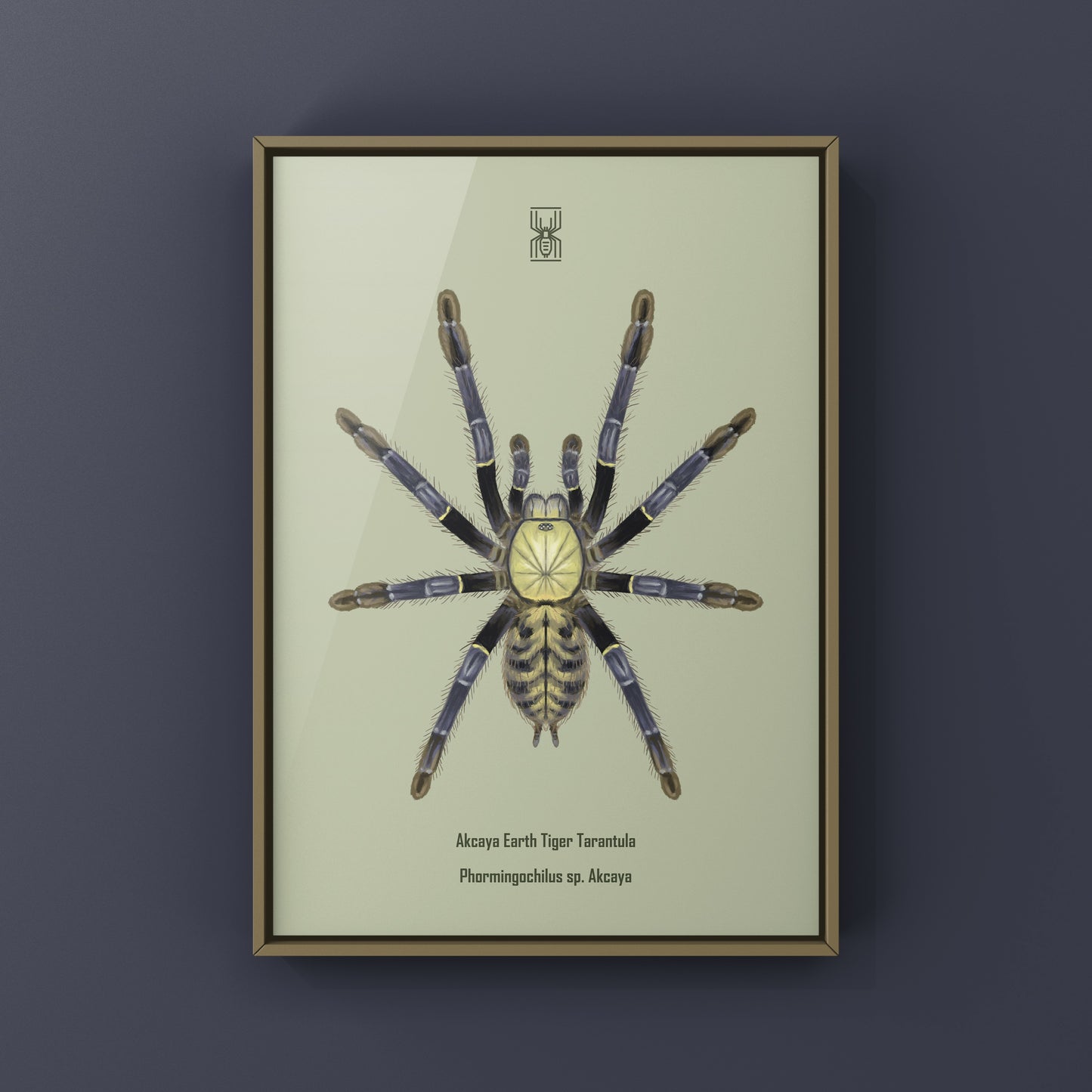 Akcaya Earth Tiger Tarantula (Phormingochilus sp. Akcaya) Art Print