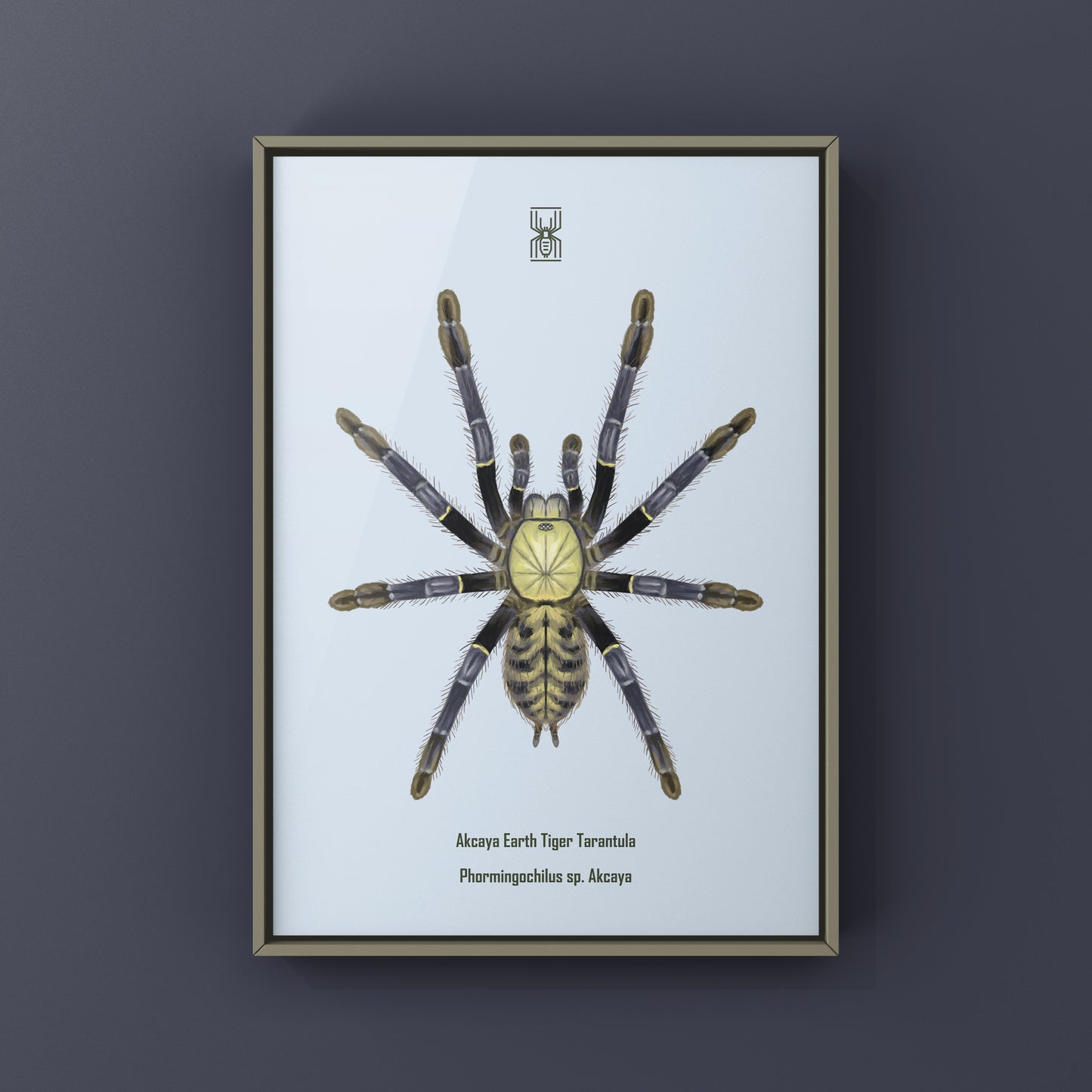 Akcaya Earth Tiger Tarantula (Phormingochilus sp. Akcaya) Art Print