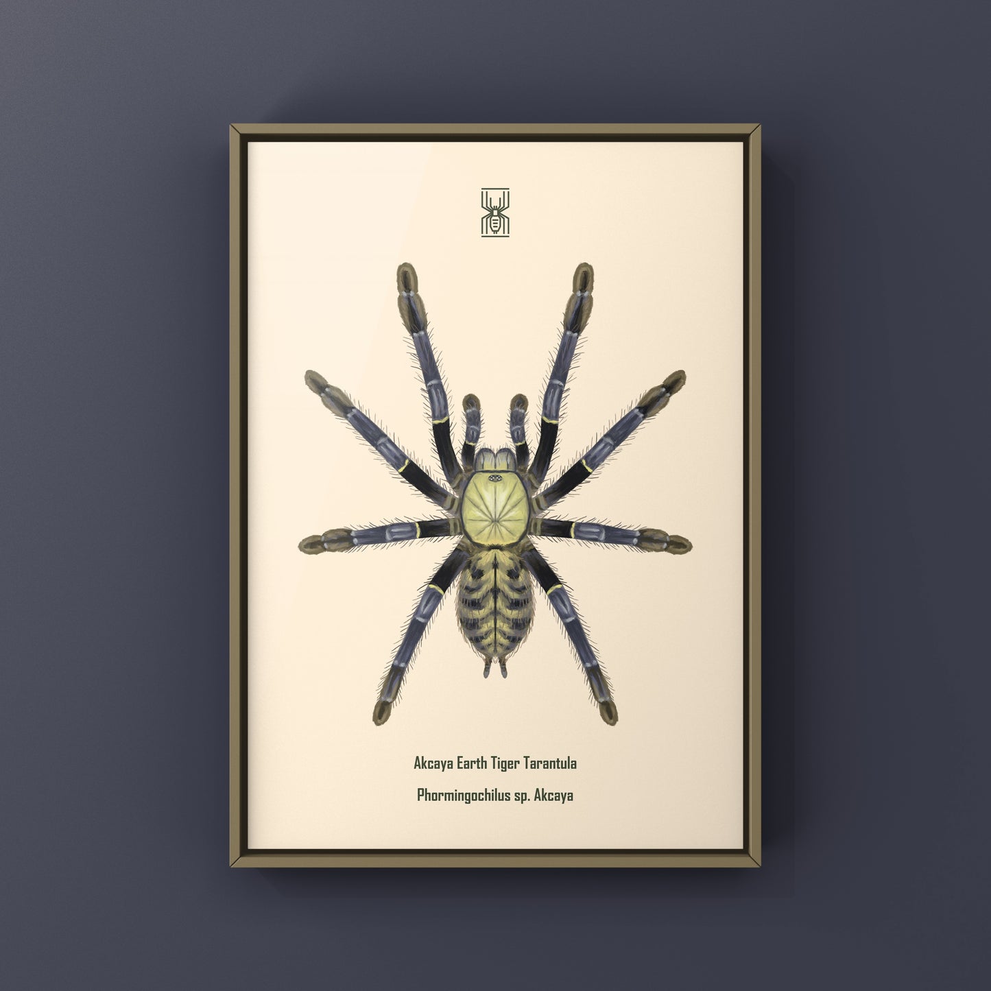 Akcaya Earth Tiger Tarantula (Phormingochilus sp. Akcaya) Art Print