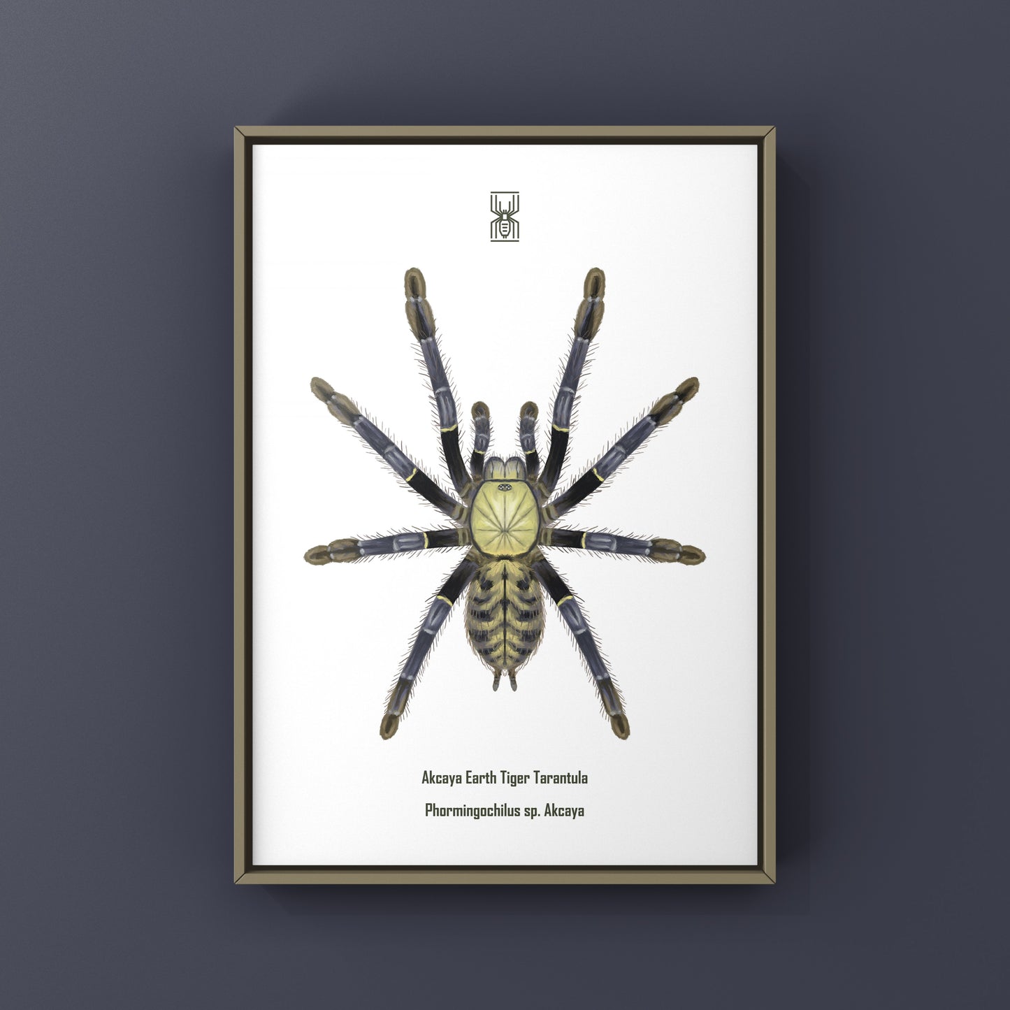 Akcaya Earth Tiger Tarantula (Phormingochilus sp. Akcaya) Art Print