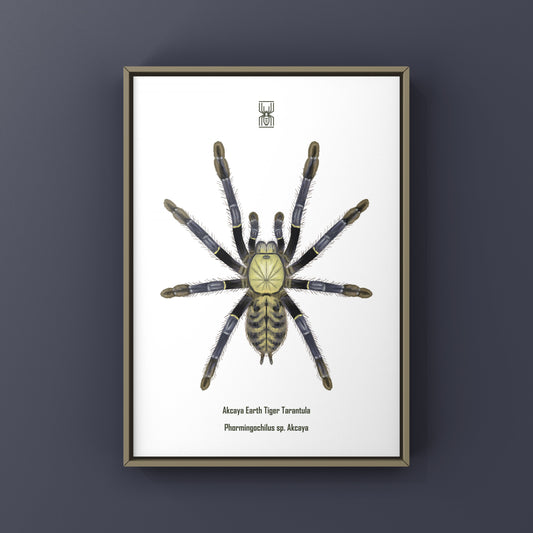 Akcaya Earth Tiger Tarantula (Phormingochilus sp. Akcaya) Art Print