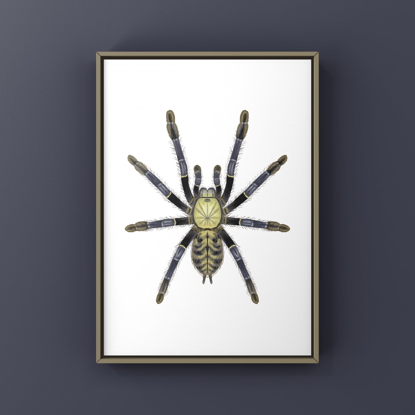 Akcaya Earth Tiger Tarantula (Phormingochilus sp. Akcaya) Art Print