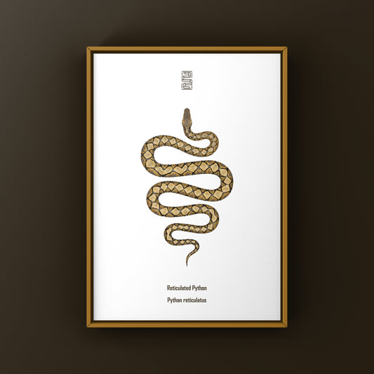 Reticulated Python Art Print (Python reticulatus)