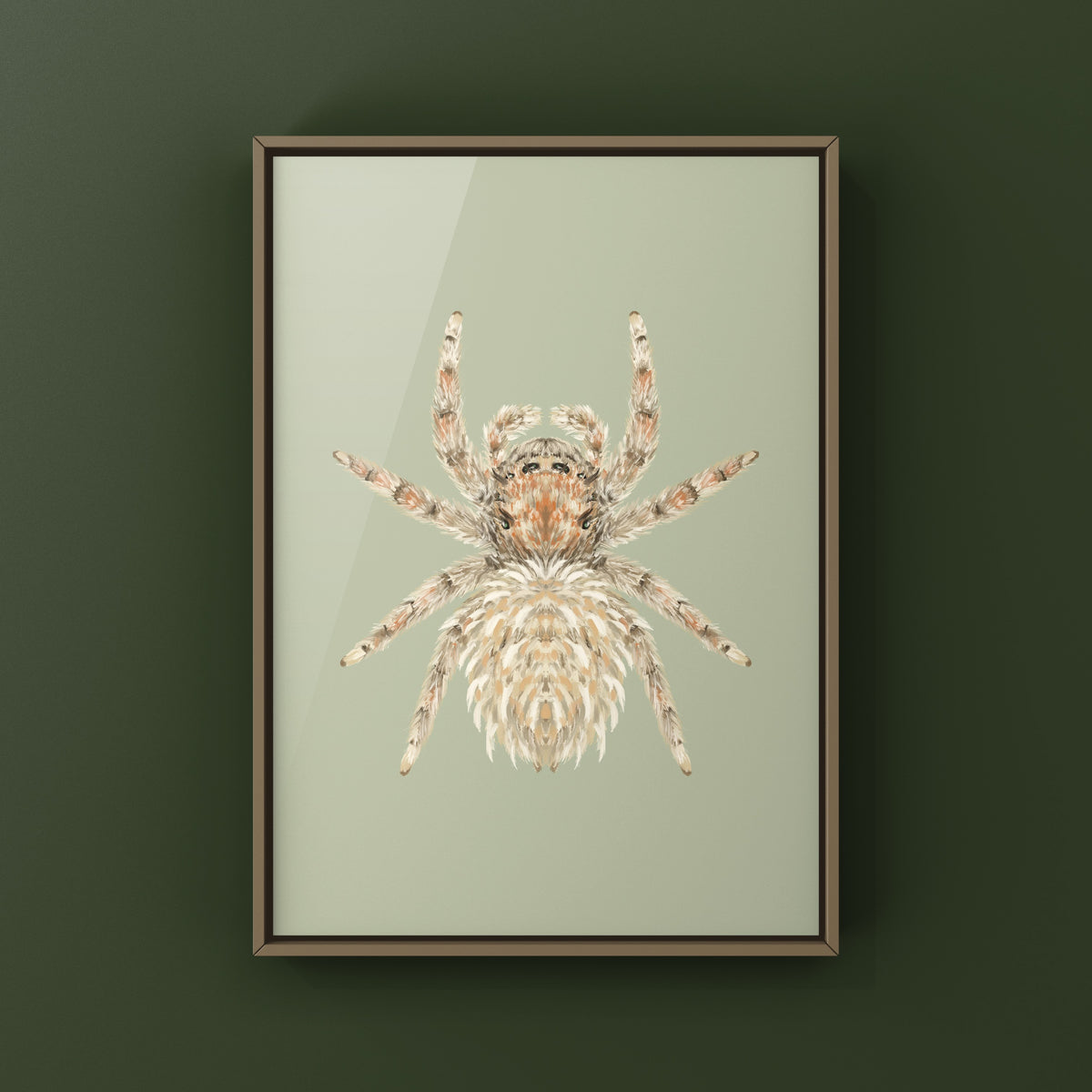 Sheepy Jumping Spider Art Print (Oviballus vidae) from The Silk Ranch