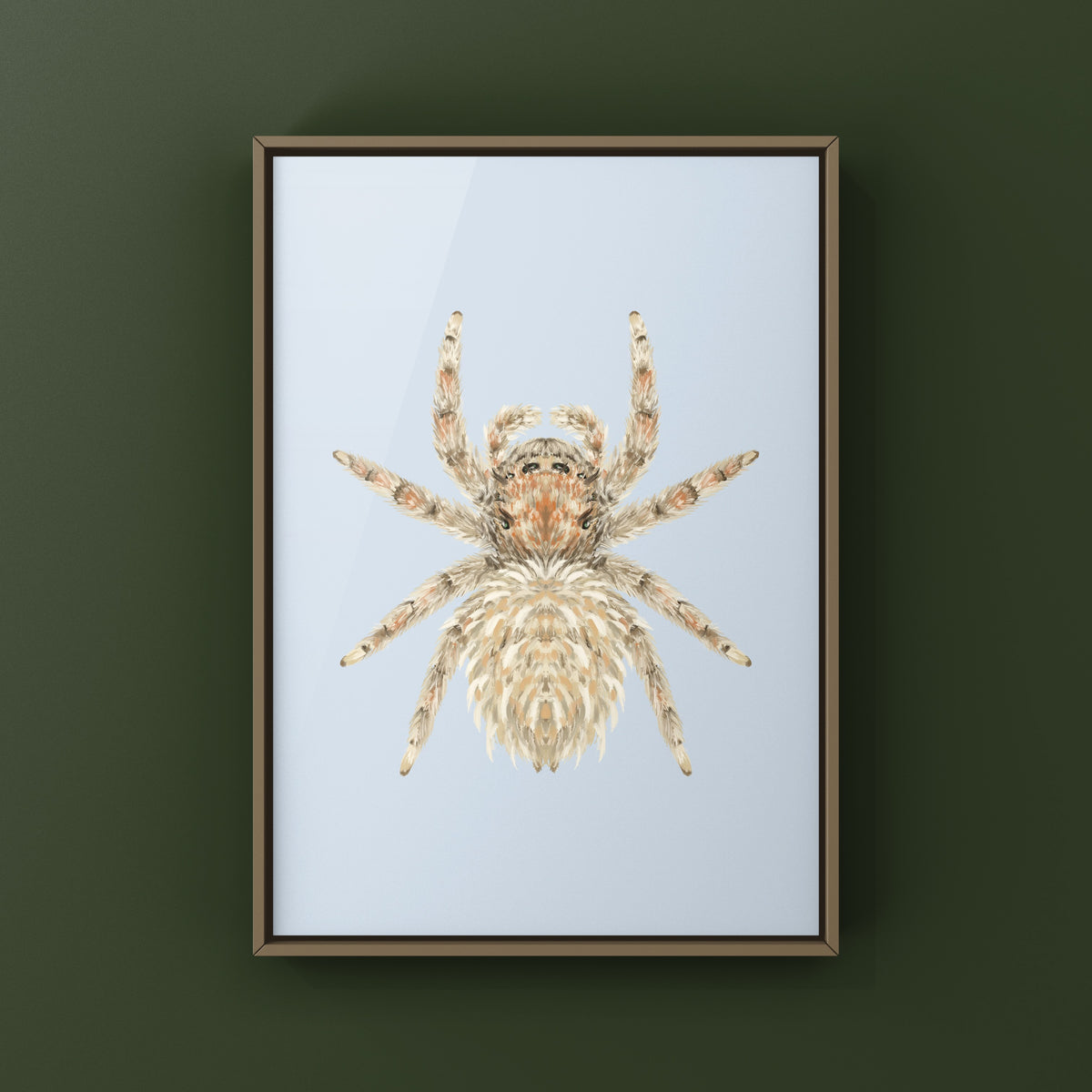 Sheepy Jumping Spider Art Print (Oviballus vidae) from The Silk Ranch