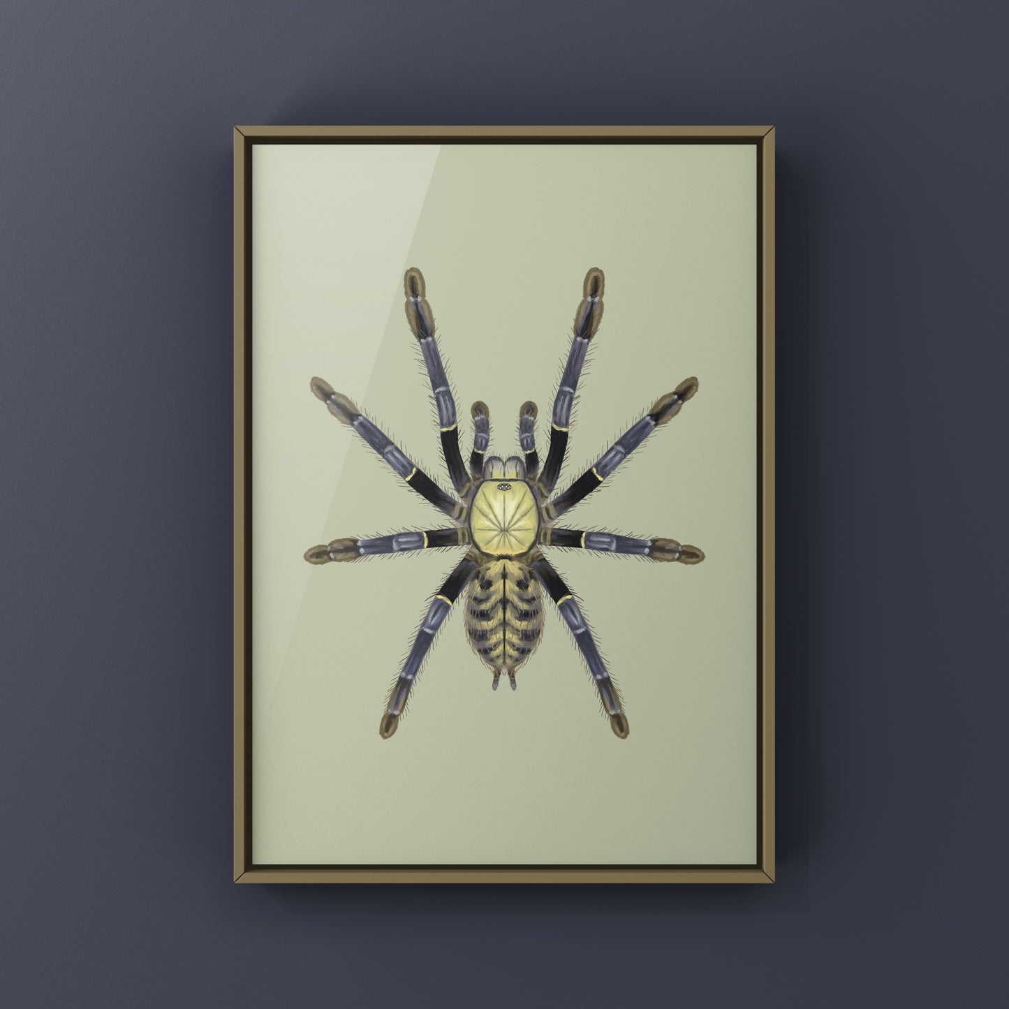 Akcaya Earth Tiger Tarantula (Phormingochilus sp. Akcaya) Art Print