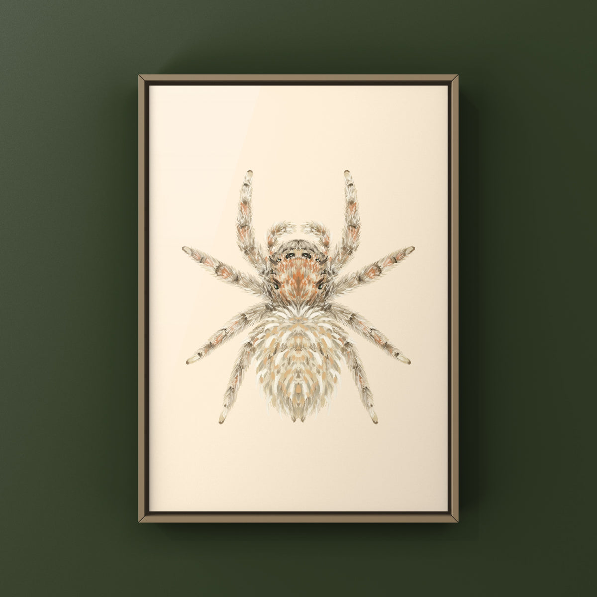 Sheepy Jumping Spider Art Print (Oviballus vidae) from The Silk Ranch