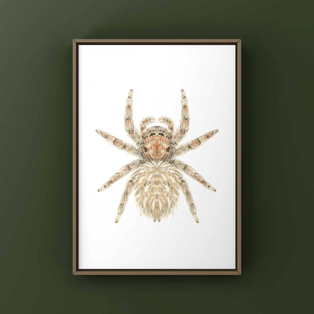 Sheepy Jumping Spider Art Print (Oviballus vidae) from The Silk Ranch