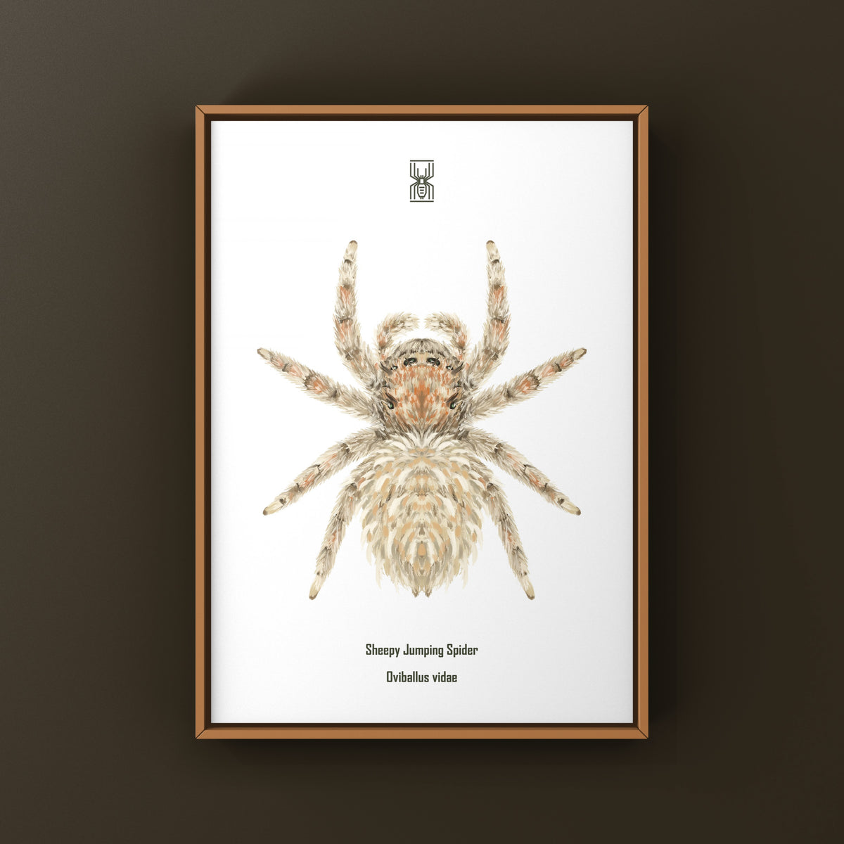 Sheepy Jumping Spider Art Print (Oviballus vidae) from The Silk Ranch