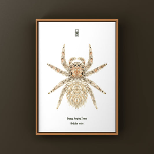 Sheepy Jumping Spider Oviballus vidae art print from The Silk Ranch showing detailed illustration of the spider on white background.