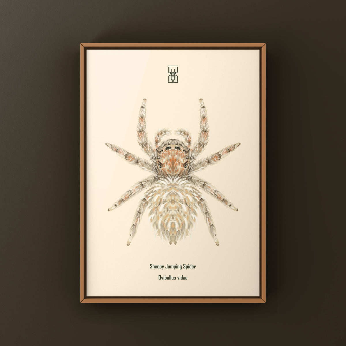 Sheepy Jumping Spider Art Print (Oviballus vidae) from The Silk Ranch