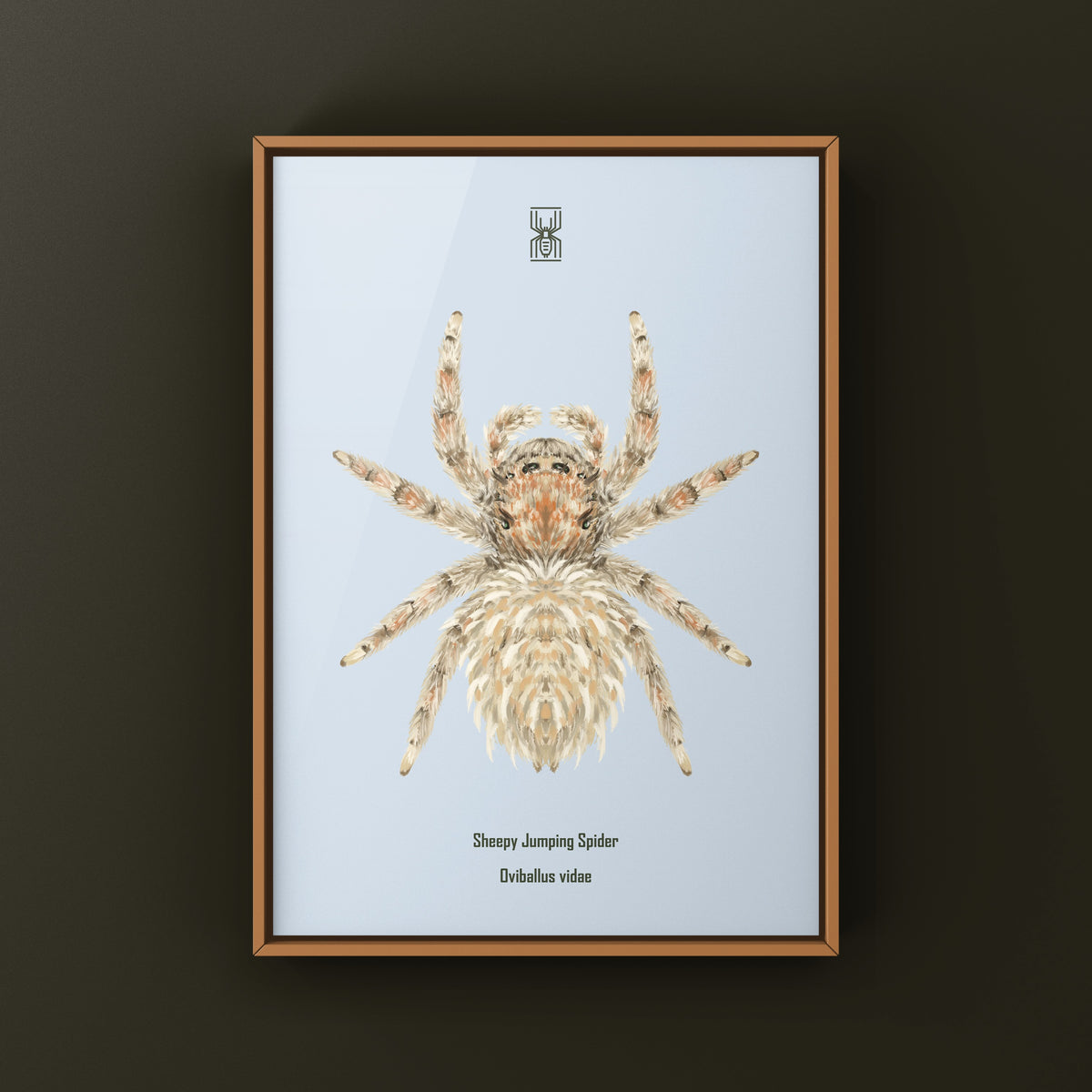Sheepy Jumping Spider Art Print (Oviballus vidae) from The Silk Ranch
