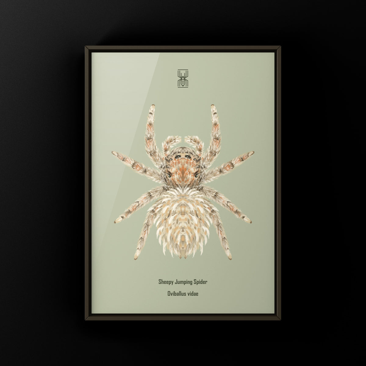Sheepy Jumping Spider Art Print (Oviballus vidae) from The Silk Ranch