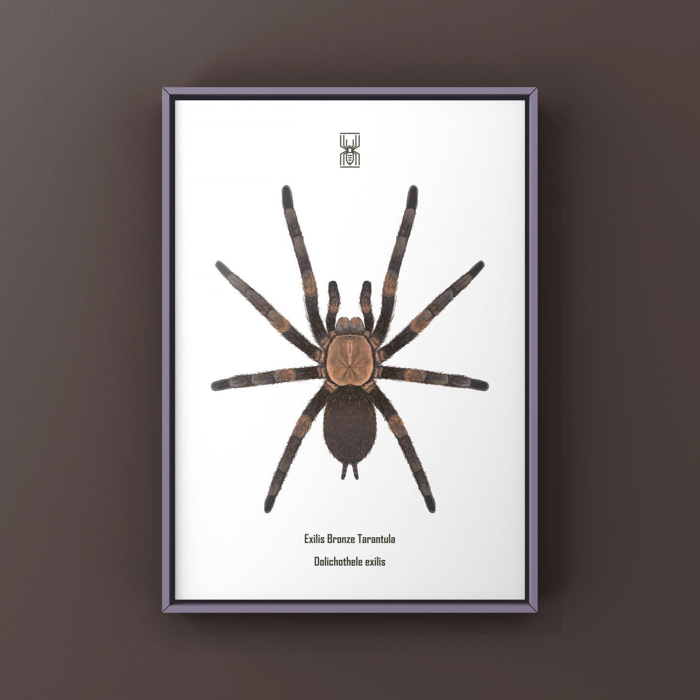 Exilis Bronze Tarantula (Dolichothele exilis) Art Print