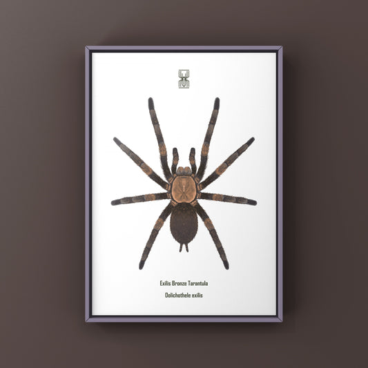 Exilis Bronze Tarantula (Dolichothele exilis) Art Print