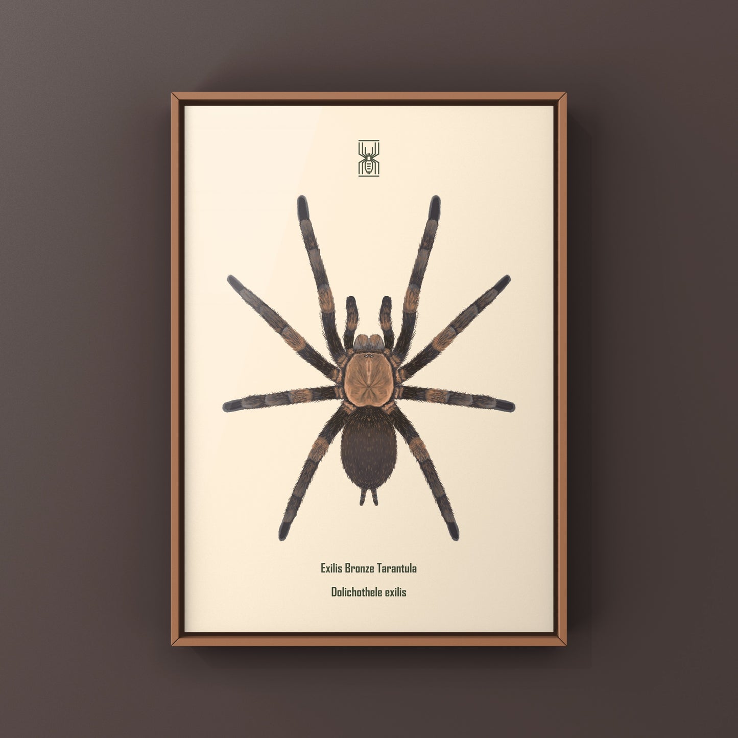 Exilis Bronze Tarantula (Dolichothele exilis) Art Print