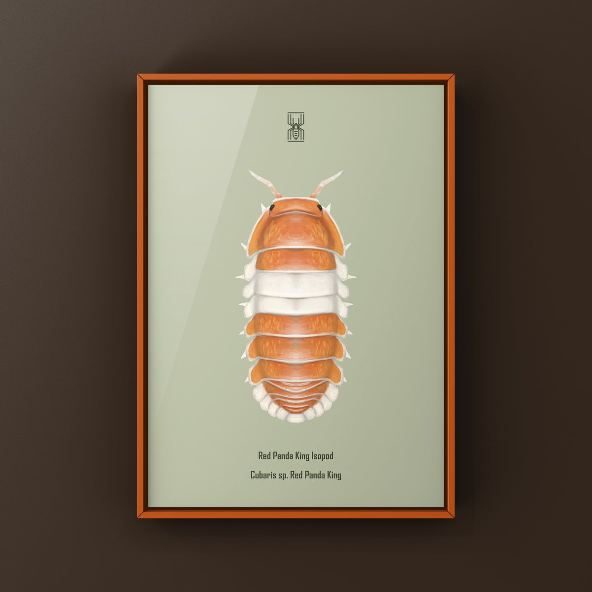 Red Panda King Isopod Art Print (Cubaris sp. Red Panda King) from The Silk Ranch